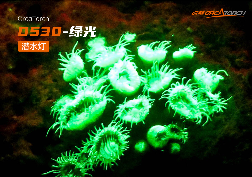 D530 綠色潛水手電 潛水攝影照明(míng)_潛水照明_水下攝(shè)影照明_潛水攝影補光燈(dēng)_ 91香蕉短视频污下载OrcaTorch