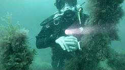 Scuba Diving Equipment Review: Orca D810 Torch