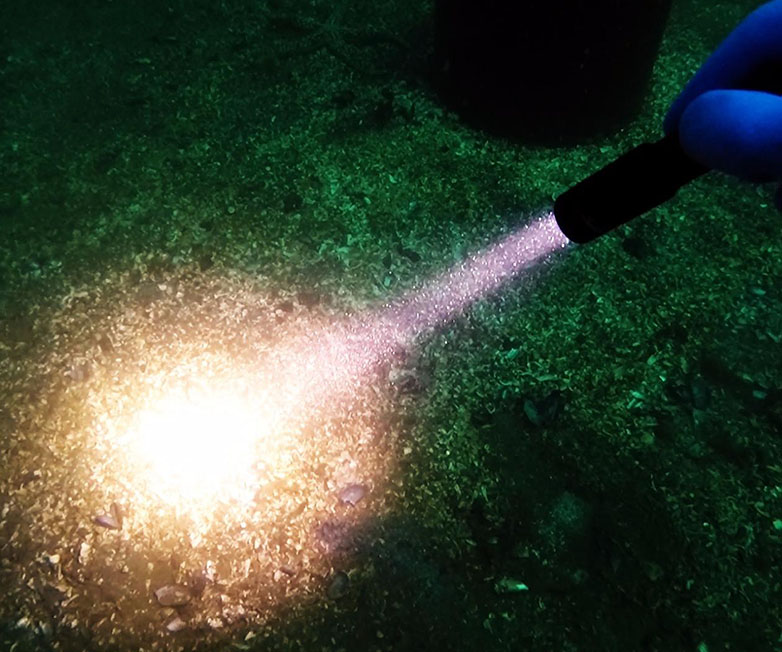 OrcaTorch91香蕉短视频污下载 D520迷你潛水手電，小巧手電筒，便捷式潛水手（shǒu）電筒，洞穴潛水燈（dēng）